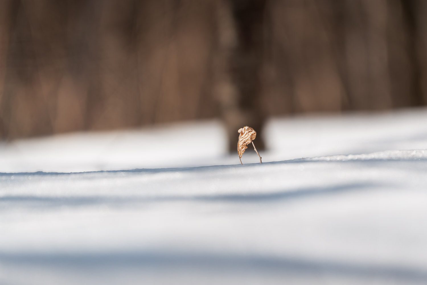 Blad i snøen