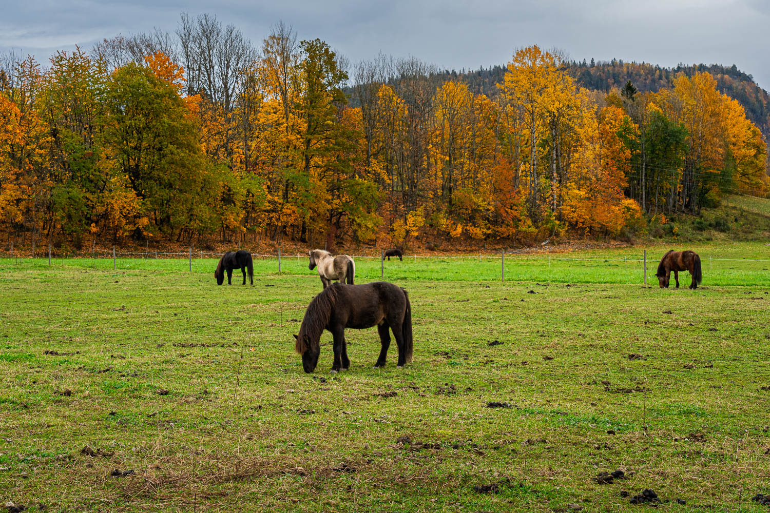 Hester beiter på høsten
