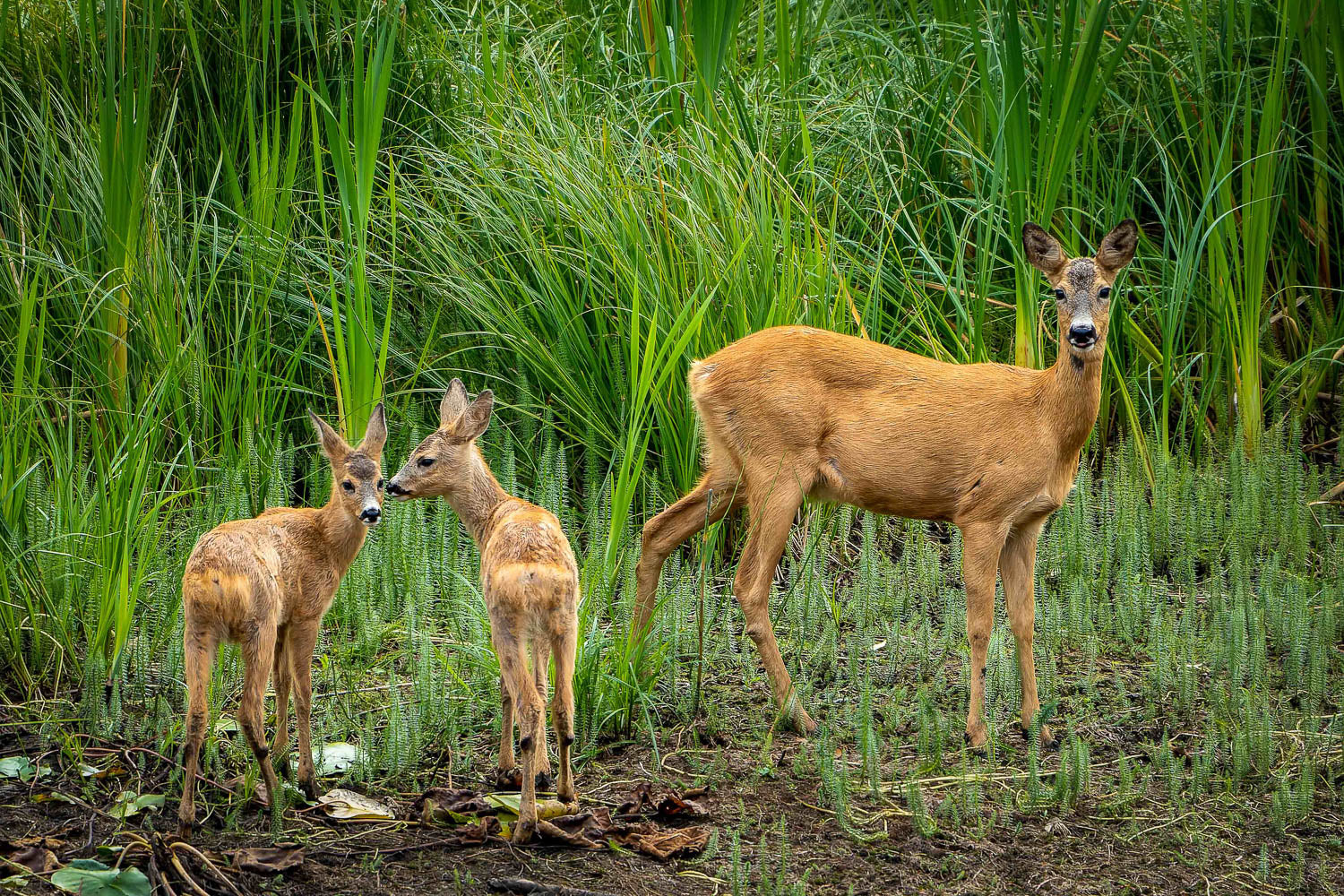 Rådyrfamilie på tur