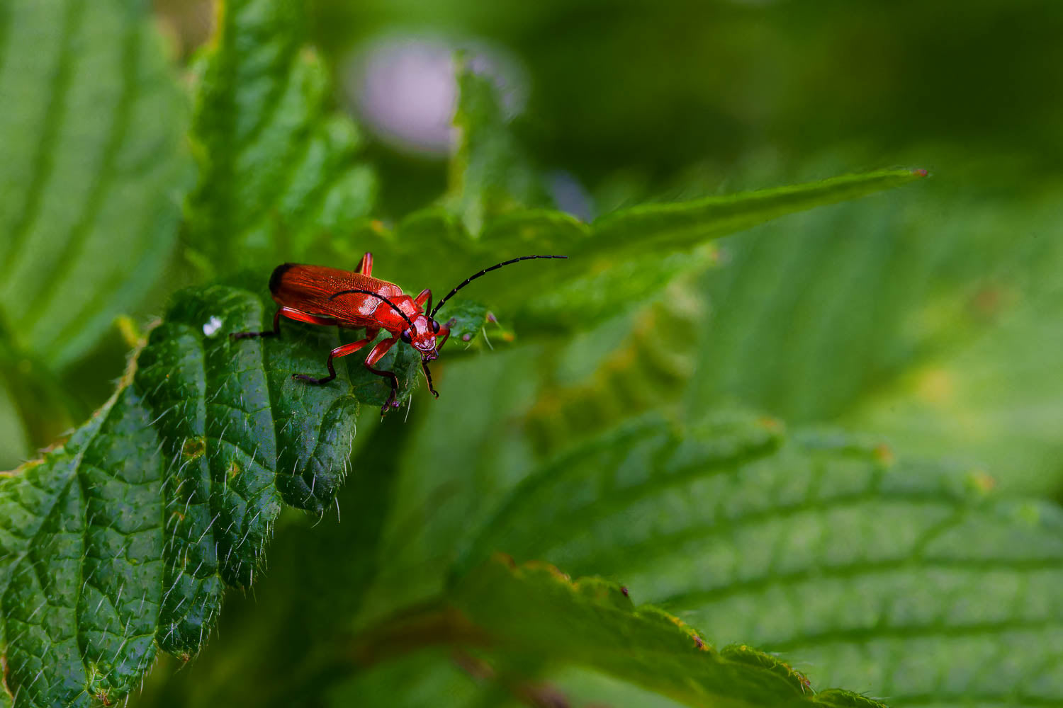 Rhagonnycha Fulva