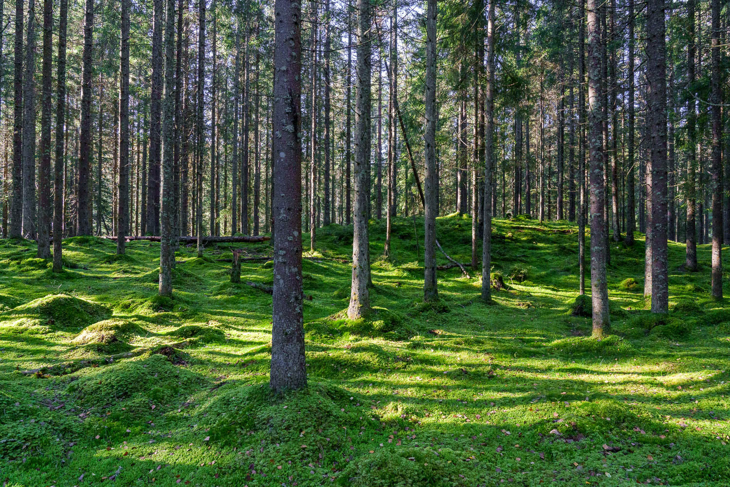 Skogen for bare trær